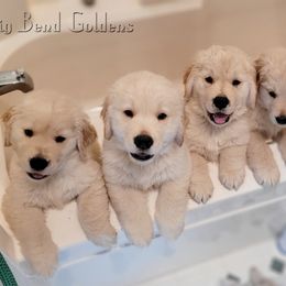 Golden Retriever Puppies from Big Bend Goldens
