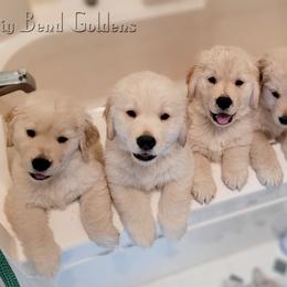 Golden Retriever Puppies from Big Bend Goldens