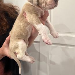 Snake - Mantle merle male Great Dane puppy in Florida from Beachside Kennels
