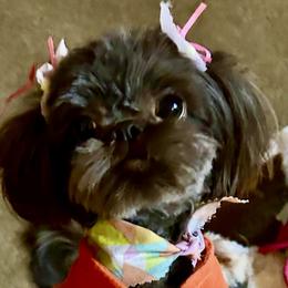 Lanie - Shih Tzu