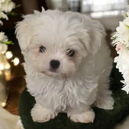 Maltese puppies from Clearview Canines