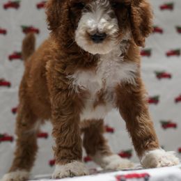 Aussiedoodle Puppies from Vesbach Doodle Valley Farm