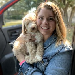 Goldendoodle, Golden Retriever, and Poodle Puppies from Studmuffin Services