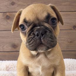 Paris - Fawn female French Bulldog puppy in Warm Springs, Arkansas from State Line Dachshunds & Frenchies