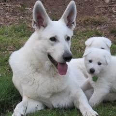 Berger Blanc Suisses from Hollybrook White Shepherds