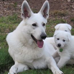 Berger Blanc Suisses from Hollybrook White Shepherds