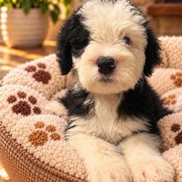 Blue - Gray and white male Old English Sheepdog puppy in Iowa from Midwest Puppy Paws