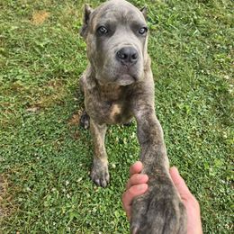 Chunk - Gray and fawn male Cane Corso puppy in Elyria, Ohio from Ballard Corsos