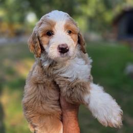 George - male Australian Mountain Doodle puppy in Broken Arrow, Oklahoma from Tulsa Australian Mountain Doodles
