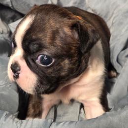 Orange boy - Brindle and white male Boston Terrier puppy in St. Agatha, Maine from Spruce Valley Miniature Dachshunds & Boston Terriers