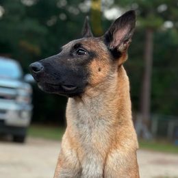 Devil - Belgian Malinois