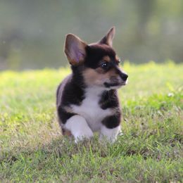 Pembroke Welsh Corgi Puppies from Elderwood Farms