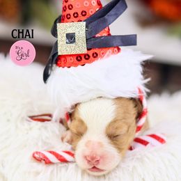 Chai - Caramel female Australian Labradoodle puppy in Redding, California from Shasta Royal Monroe Puppies