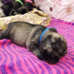 Miniature Schnauzer Puppies from Starbound Miniture Schnauzer's