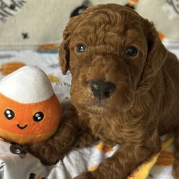 Chestnut - Red  male Goldendoodle puppy in El Dorado, Arkansas from Stacy Young