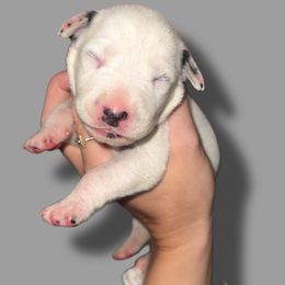 South Carolina - White and black female Dalmatian puppy in Bremen, Georgia from Clark’s Dalmatians