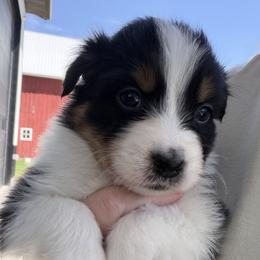 BTF3 - Black tri-color female Australian Shepherd puppy in Manchester, Iowa from Lone Willow Aussies