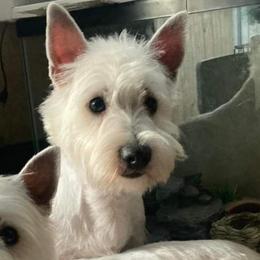 Bowie - West Highland White Terrier