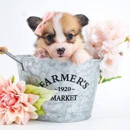 Juniper - Red female Pembroke Welsh Corgi puppy in San Antonio, Texas from Moxxi's Legacy Corgis