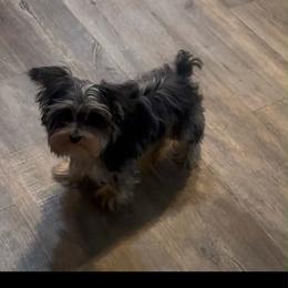 Killo - Yorkshire Terrier