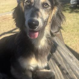Navy - Dachshund