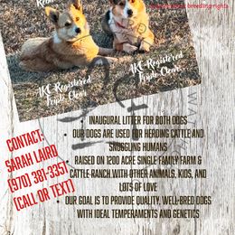 Pembroke Welsh Corgi Puppies from Laird Farms