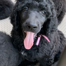 Poodle Puppies from Antigua Standard Poodles