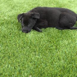 Pup1 - Sable female German Shepherd puppy in Surprise, Arizona from Vom Wustefeuer German Shepherds