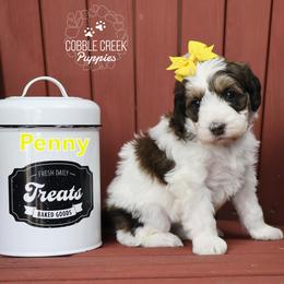 Penny - Brown and white female Bernedoodle puppy in Heyworth, Illinois from Cobble Creek Puppies