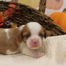 Cavalier King Charles Spaniels from Noble Ridge Cavaliers