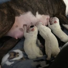 Bull Terrier Puppies from Jarrogue's Bull Terriers