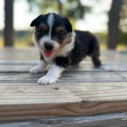Teddy - Black tri male Miniature Australian Shepherd puppy in Doddridge, Arkansas from Huddleston Farm