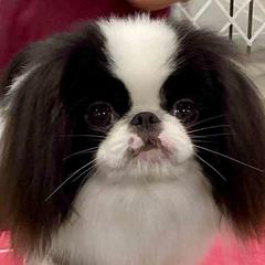 Theo - Japanese Chin