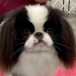 Theo - Japanese Chin
