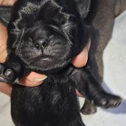 Solid Black Girl 1 - Black female Pug puppy in Gadsden, Alabama from Carla's Pugs