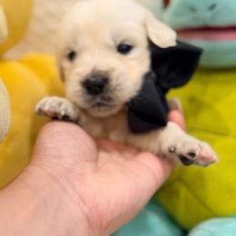 Kadabra - Light golden male Golden Retriever puppy in Shingle Springs, California from Creamy Retrievers