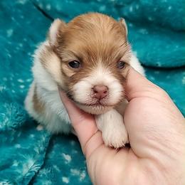 Girl 1 - Chocolate parti female Pomeranian puppy in Tulsa County, Oklahoma from CP Kennels