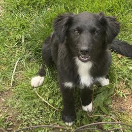 Kaya - Black & white female Australian Shepherd puppy in Flemington, New Jersey from Aislin Fields