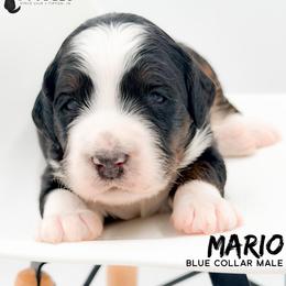 Mario - Tri-color male Bernedoodle puppy in Tipton, Indiana from Country Creek Doodles