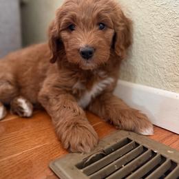 Royal - Red  male Goldendoodle puppy in Waterford, California from Alvdoodles
