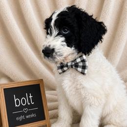 Bolt - Brown and white male Aussiedoodle puppy in Eastland, Texas from H5 Mini Doodles