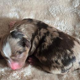 Piston - Red merle male Miniature Australian Shepherd puppy in Paris, Texas from Blue Envy Mini Aussies
