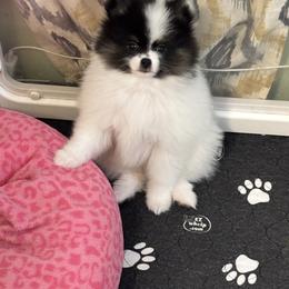 Eli - Black and tan parti male Pomeranian puppy in New Oxford, Pennsylvania from J&T French Bulldog & Pomeranian Palacio