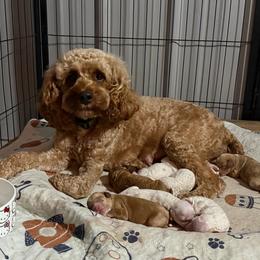 Cockapoo puppies from Southern Country Doodles