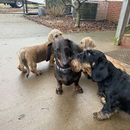 Dachshund and Leonberger Puppies from Smokey Mountain Leos and Black Forest WHD