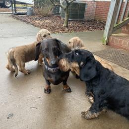Dachshund and Leonberger Puppies from Smokey Mountain Leos and Black Forest WHD