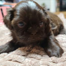 Girl 2 - Chocolate female Shih Tzu puppy in Belleville, Michigan from Patricia's Heavenly Earth Angels
