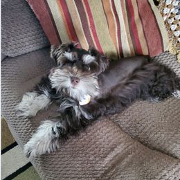 Miniature Schnauzers from Scenic Schnauzers