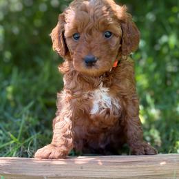 Hayes - Red  male Goldendoodle puppy in Zeeland, Michigan from Dandelion Lane Doodles