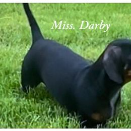 Darby - Dachshund